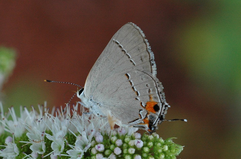 079 2011-08208137 Pointe Rok, MA.JPG - Grey Hairstreak Butterfly (Strymon melinus). Pointe Rok Estates, MA, 8-20-2011